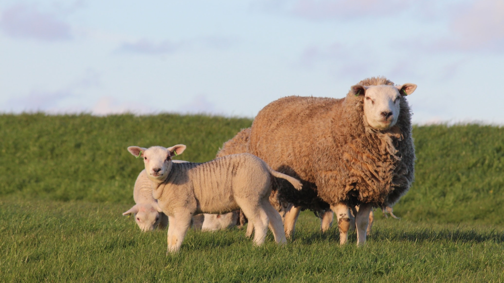 Hoeveel kost een schaap?