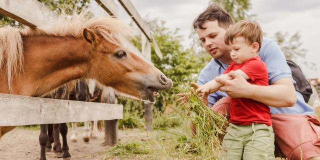 Kinderboerderijen Zwolle