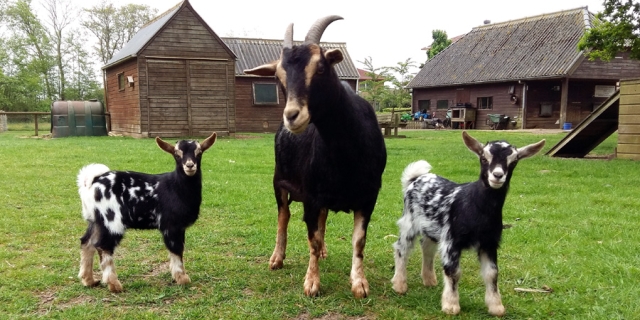 Dierenweide Berkum