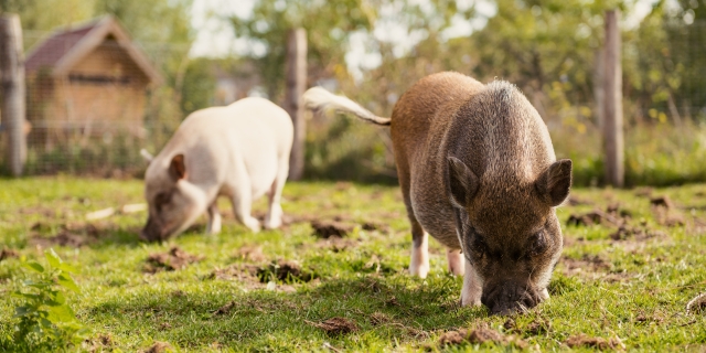 Stadsboerderijen Travers Welzijn