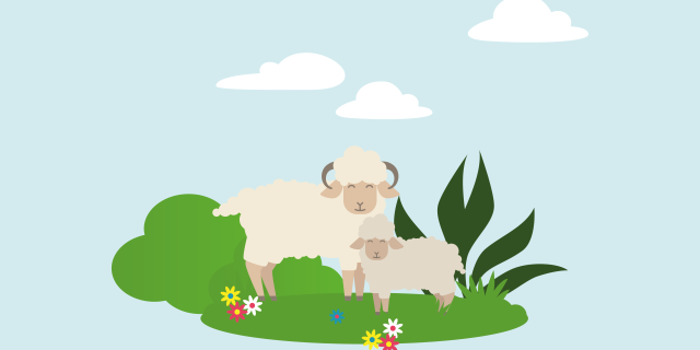 Schaap