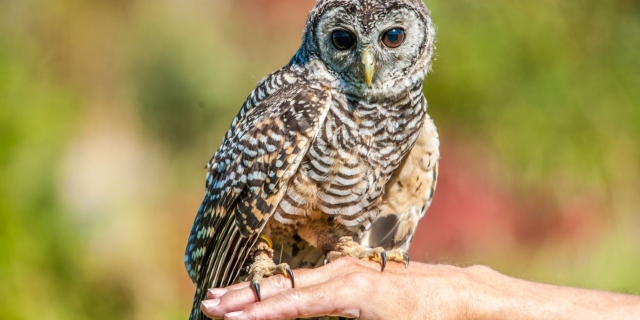 Stichting Avifauna Zwolle