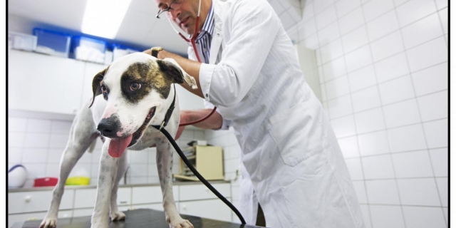 Dienstkring Dierenartsen Zwolle