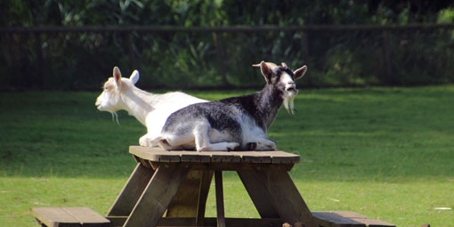 Dierenweide Aa-weide