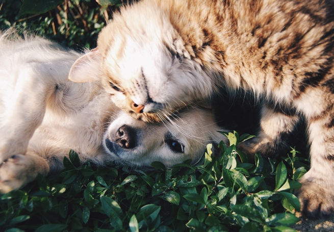 Dieren & Verzorging